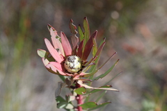 Leucadendron glaberrimum erubescens