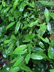 Pothos chinensis