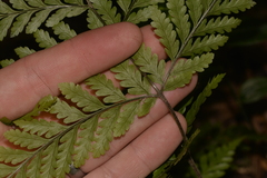 Parapolystichum microsorum