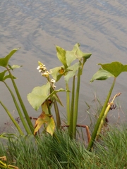 Sagittaria montevidensis