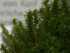 Anomodon viticulosus