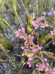 Erica excavata