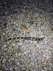 Ambystoma annulatum
