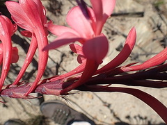Watsonia fourcadei