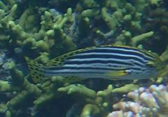 Plectorhinchus vittatus