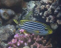 Plectorhinchus vittatus