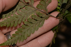 Parapolystichum microsorum