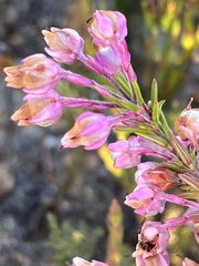 Erica excavata