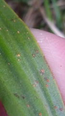 Uromyces thelymitrae