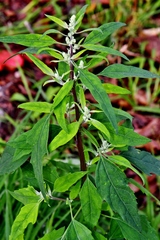Chenopodium album pedunculare