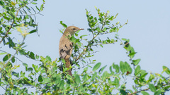 Acrocephalus orientalis