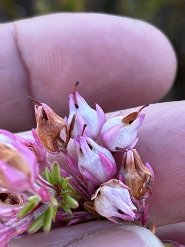 Image of Erica excavata by (c) Charleen Brunke, some rights reserved (CC BY)