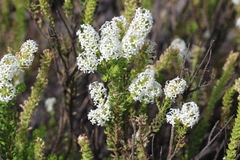 Microdon parviflorus