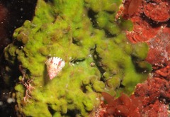 Jujubinus exasperatus