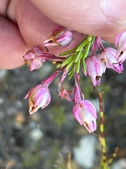 Erica excavata