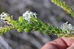 Microdon parviflorus