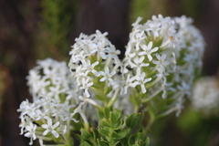 Microdon parviflorus