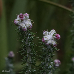 Lachnospermum umbellatum