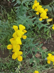 Crotalaria