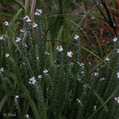 Lachnospermum umbellatum