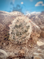 Mammillaria tetrancistra