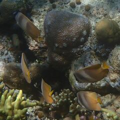 Chaetodon kleinii