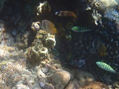 Chaetodon kleinii