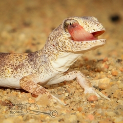 Ptenopus carpi