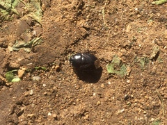 Macroscytus brunneus