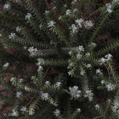 Disparago ericoides