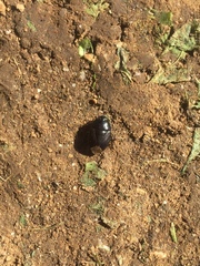 Macroscytus brunneus