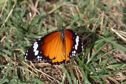 Danaus chrysippus