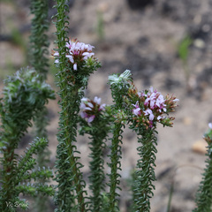 Disparago ericoides