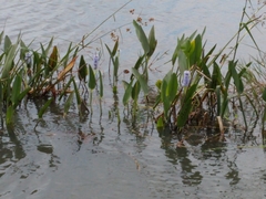 Pontederia cordata