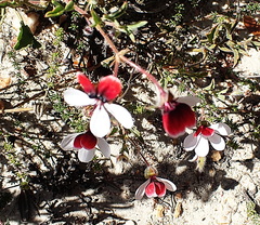 Pelargonium tricolor