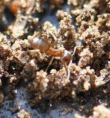 Lasius