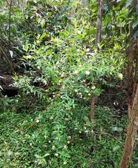 Pimelea ligustrina