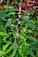 Chenopodium album pedunculare