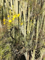 Sonchus microcarpus