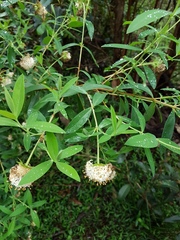 Pimelea ligustrina