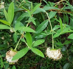 Pimelea ligustrina