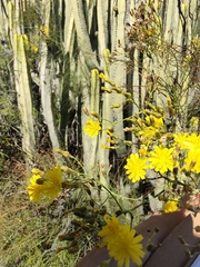 Sonchus microcarpus