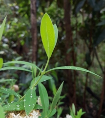 Pimelea ligustrina