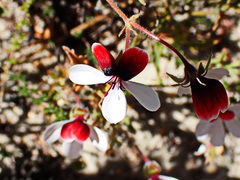 Pelargonium tricolor