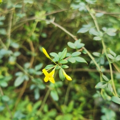 Chrysojasminum floridum