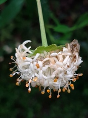 Pimelea ligustrina