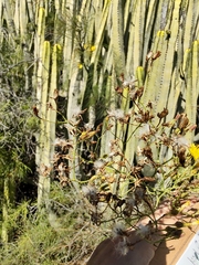 Sonchus microcarpus
