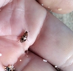 Diaperinae