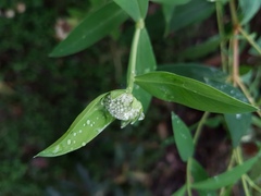 Pimelea ligustrina