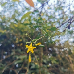 Chrysojasminum floridum